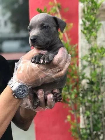 Pitbull com Procedência e Loja Física