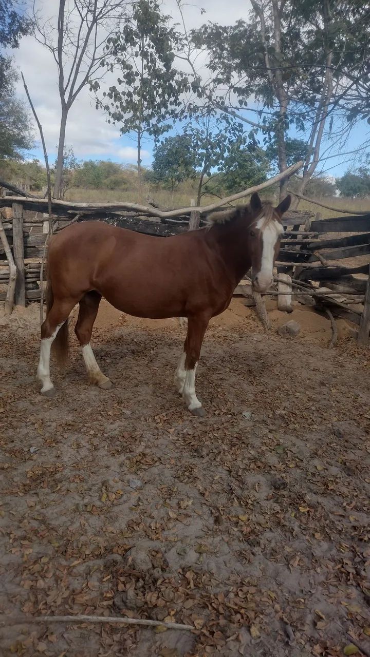 Égua para cavalgada e trabalhos no campo  - Foto 4