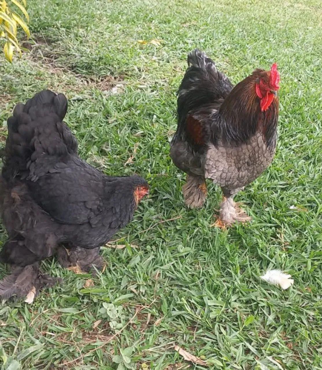 Vendo galinha e galo Brahma