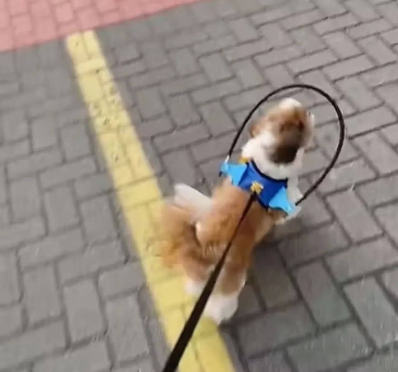 Coleira cachorro cego - Foto 4