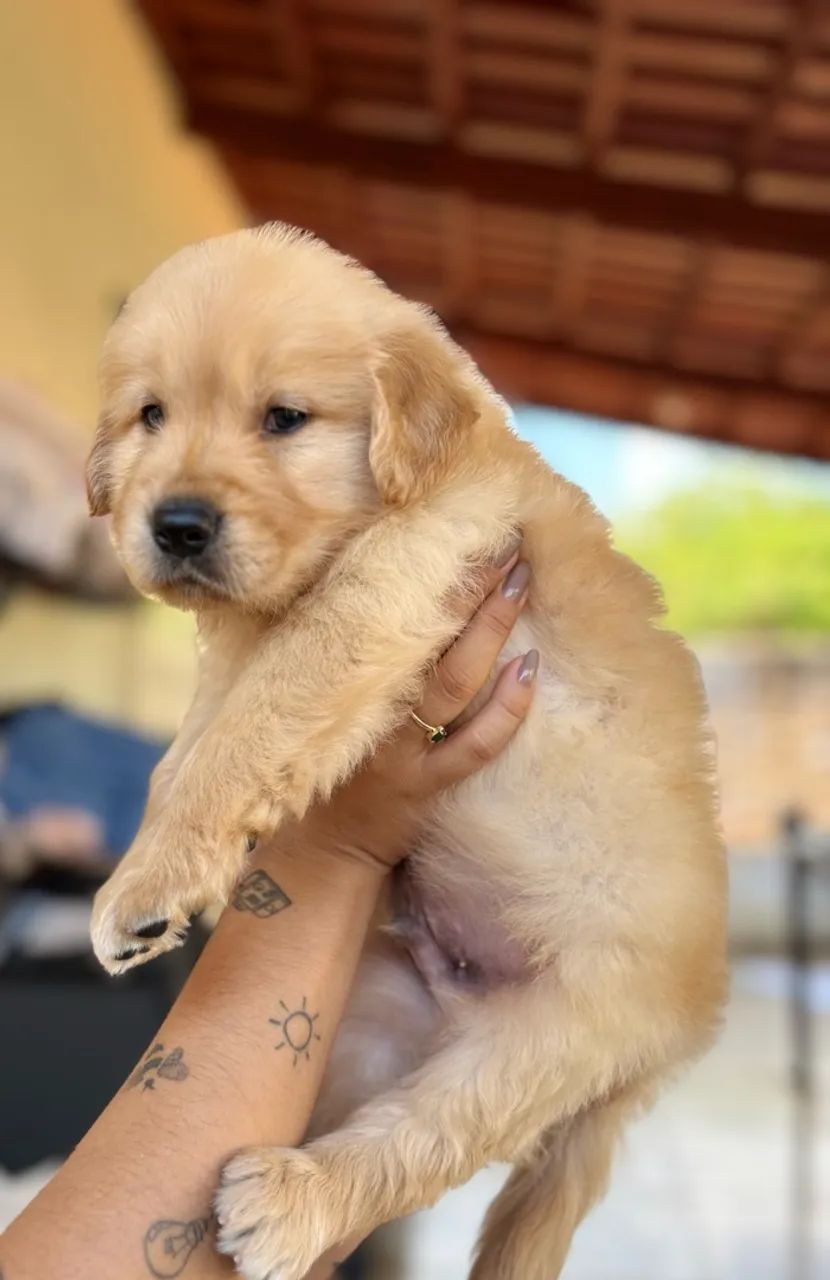 Golden retriever  - Foto 2