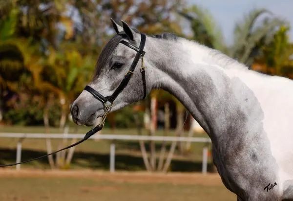 Cavalo árabe - Foto 2