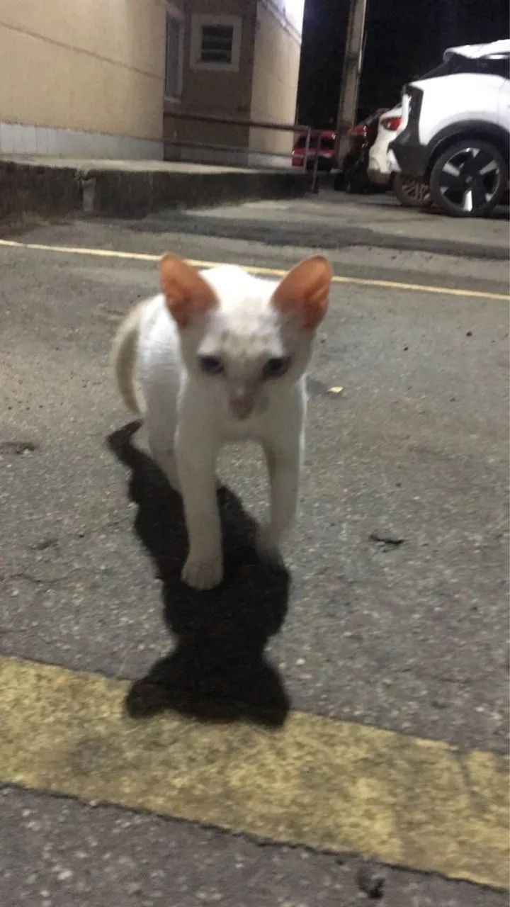 Gatinho abandonado em um condomínio  - Foto 3