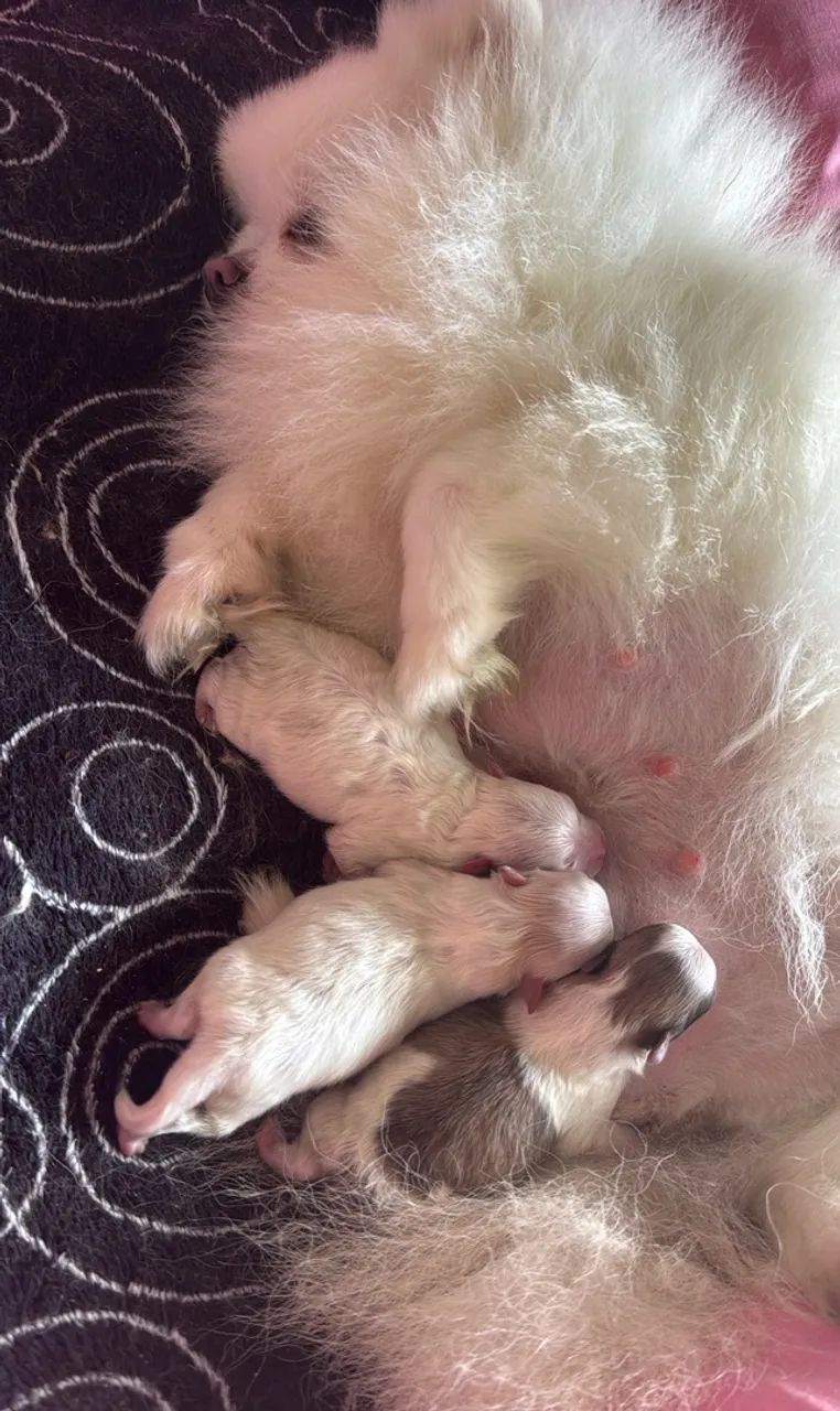 spitz alemão  - Foto 2