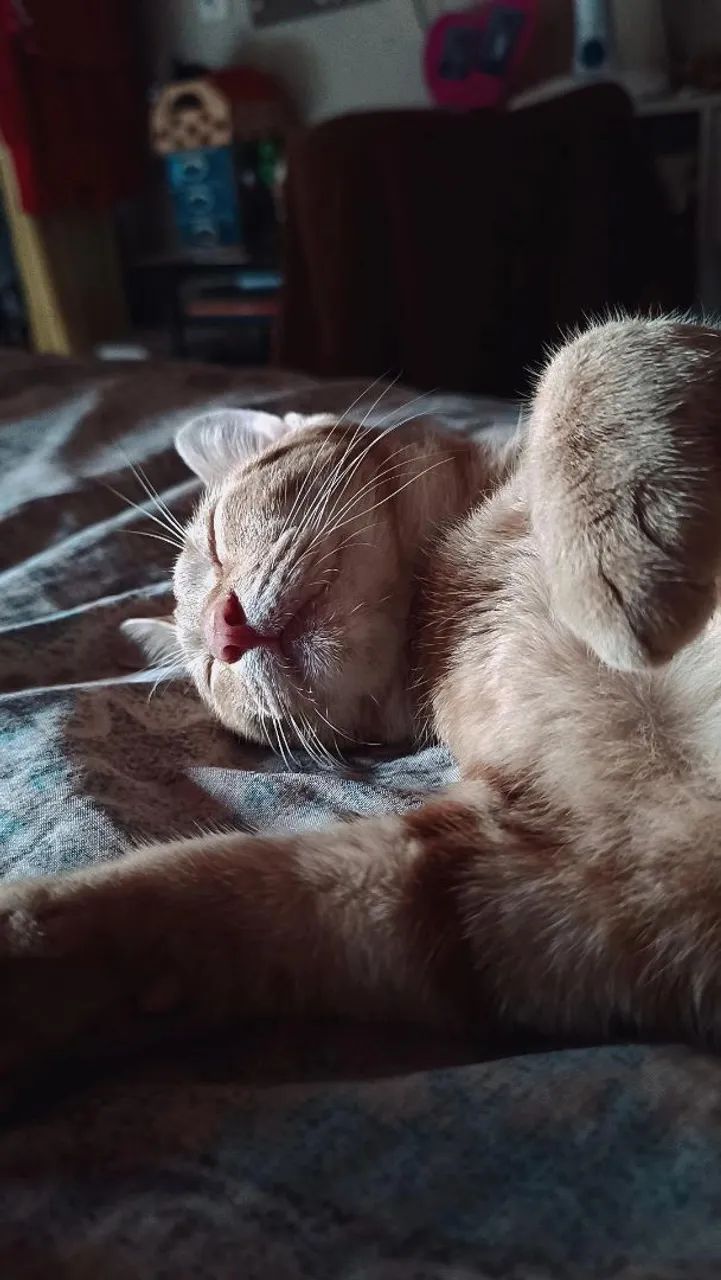 Gato laranja  - Foto 4
