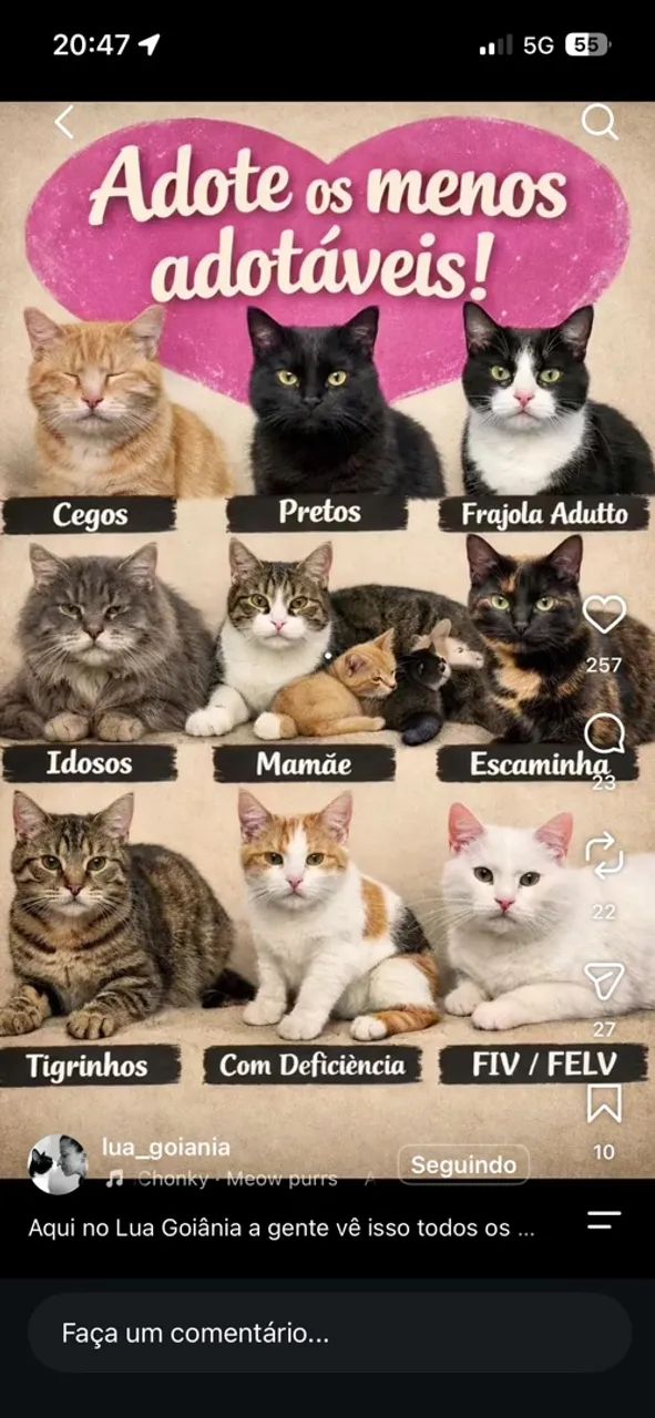 Gatos 