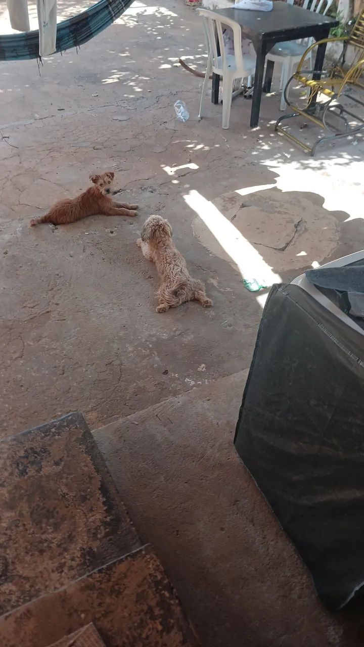Doação responsável  - Foto 5