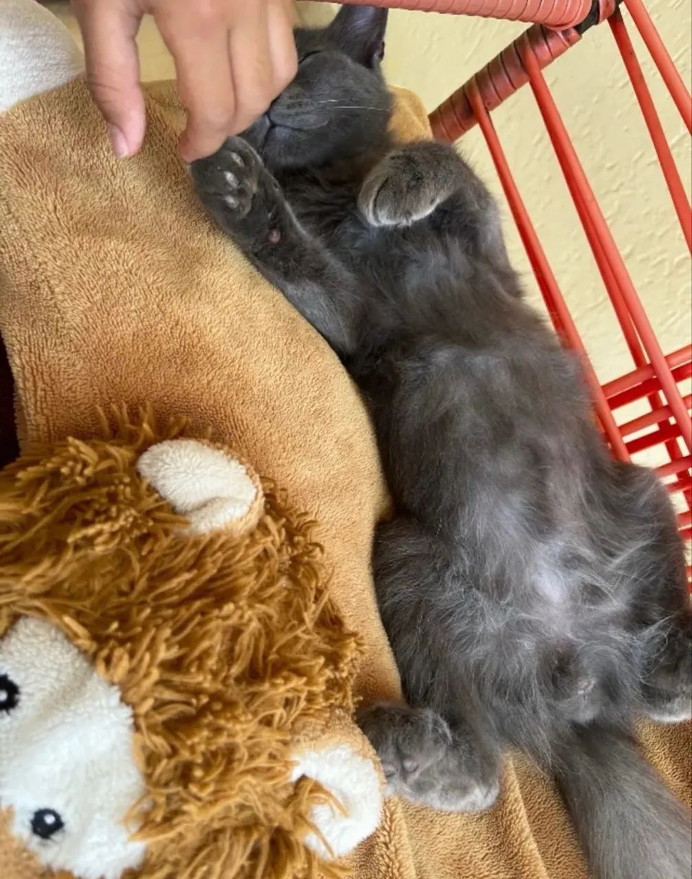 Gato Azul Russo  - Foto 2