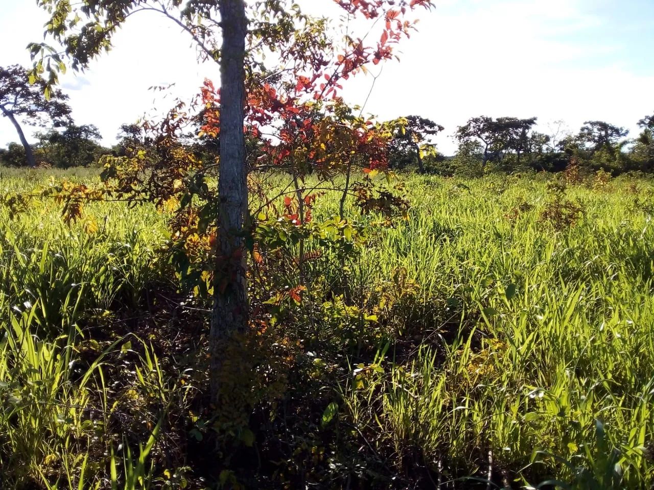 Terra Parana Tocantins