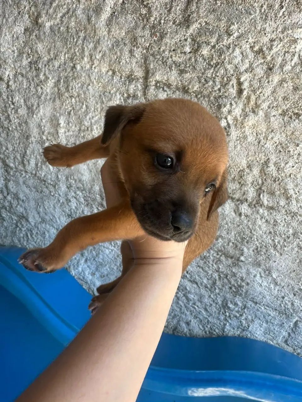 Filhotes de cachorro  - Foto 4