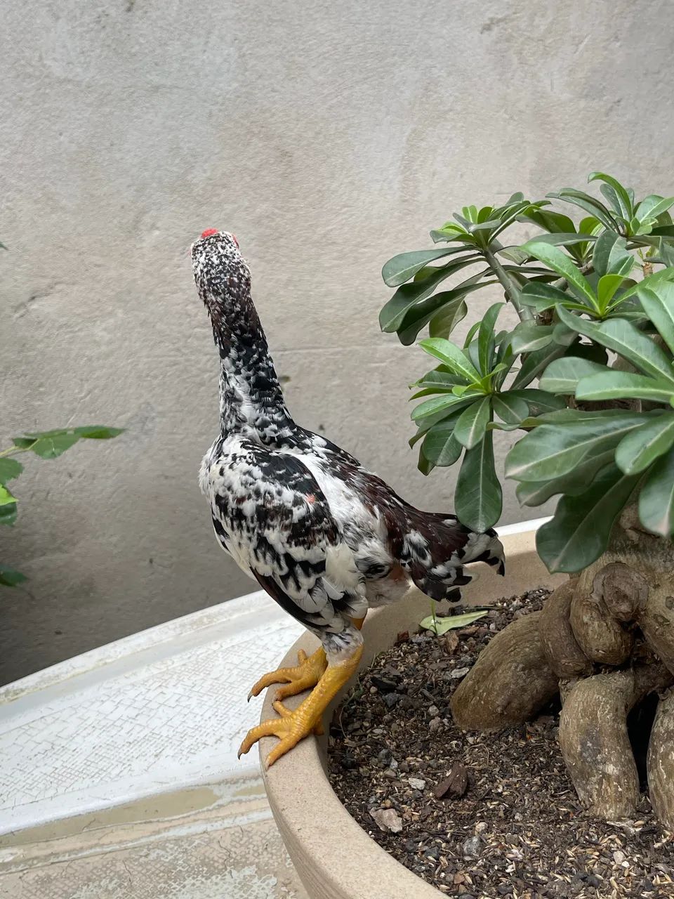 Mini galo