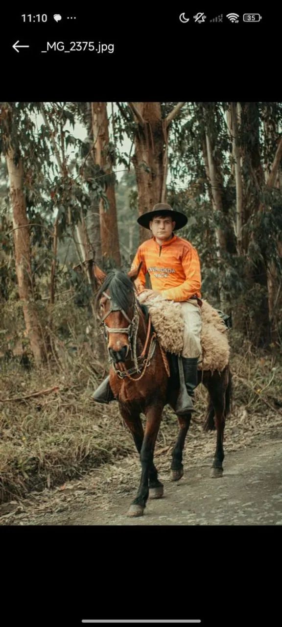 Cavalo 