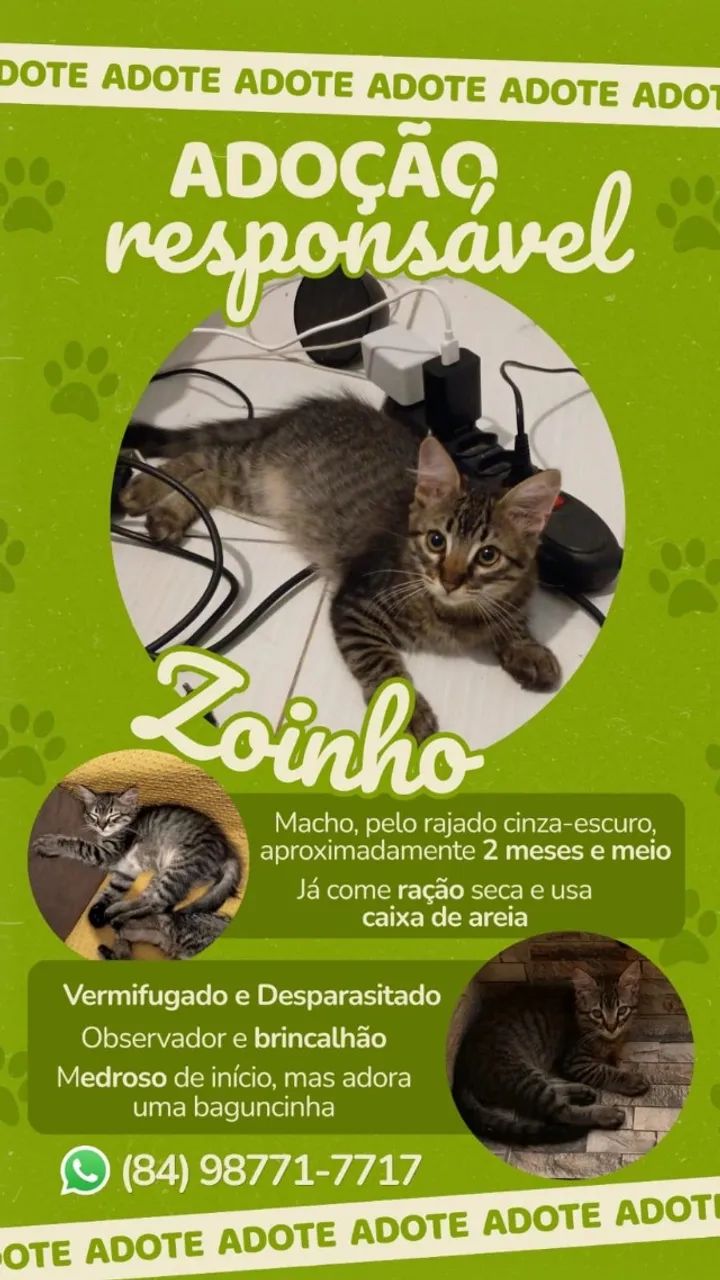 Gatos