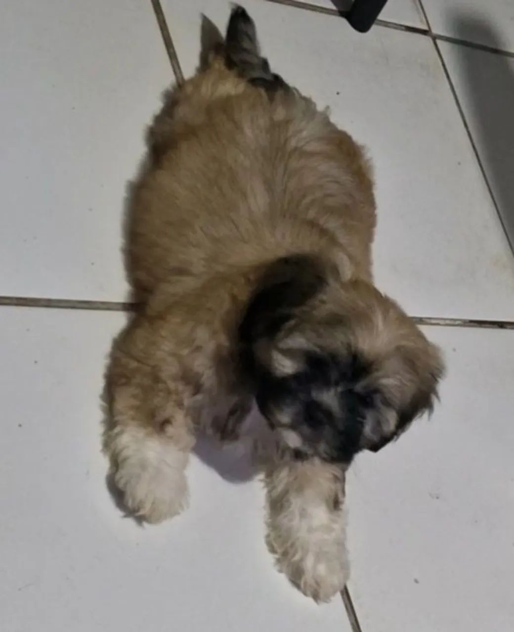 Cachorro shih tzu  - Foto 3