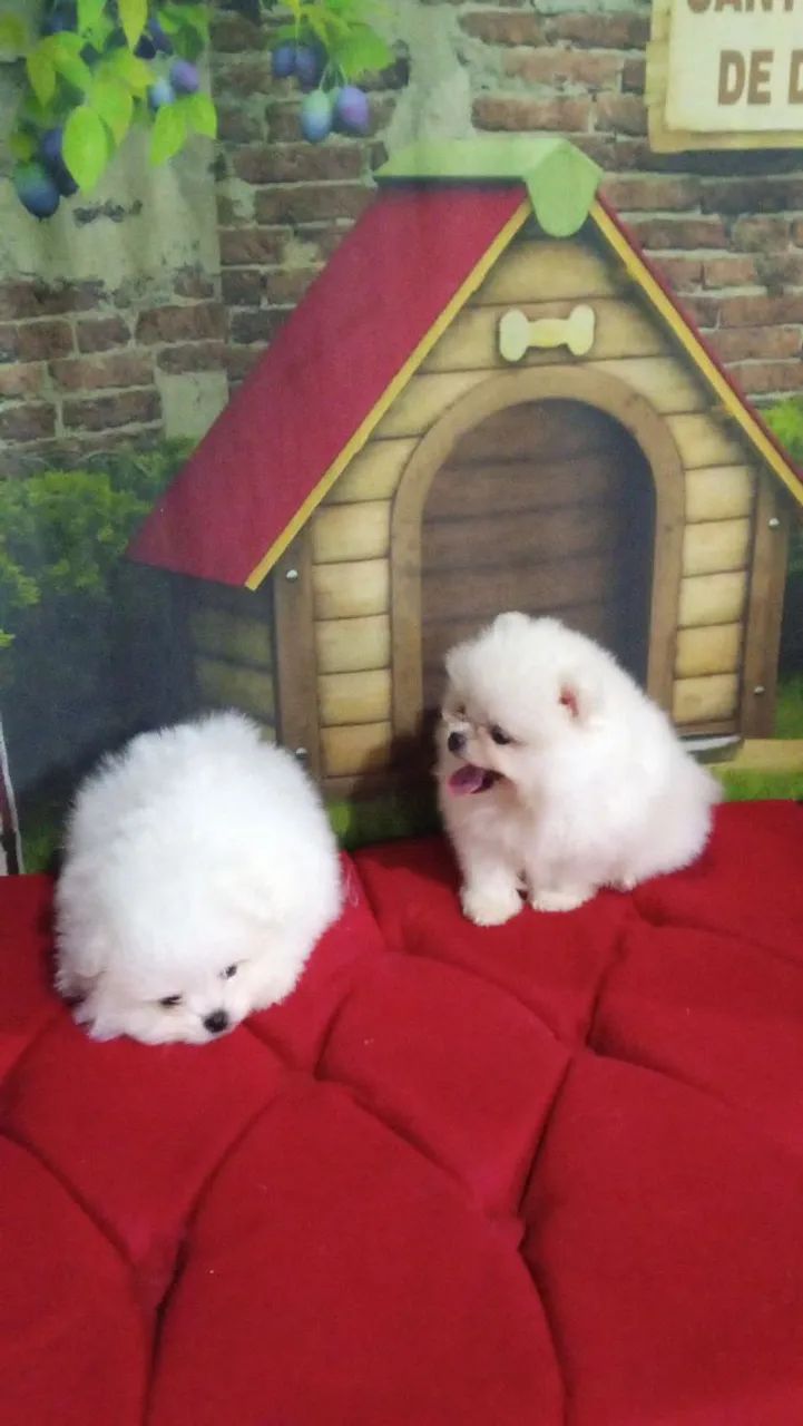 Spitz alemão  - Foto 2
