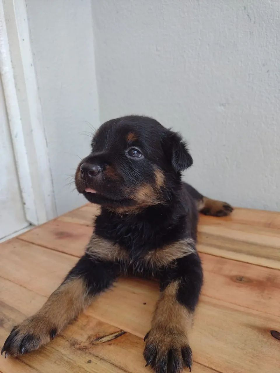 FILHOTES DE ROTTWEILER  - Foto 2