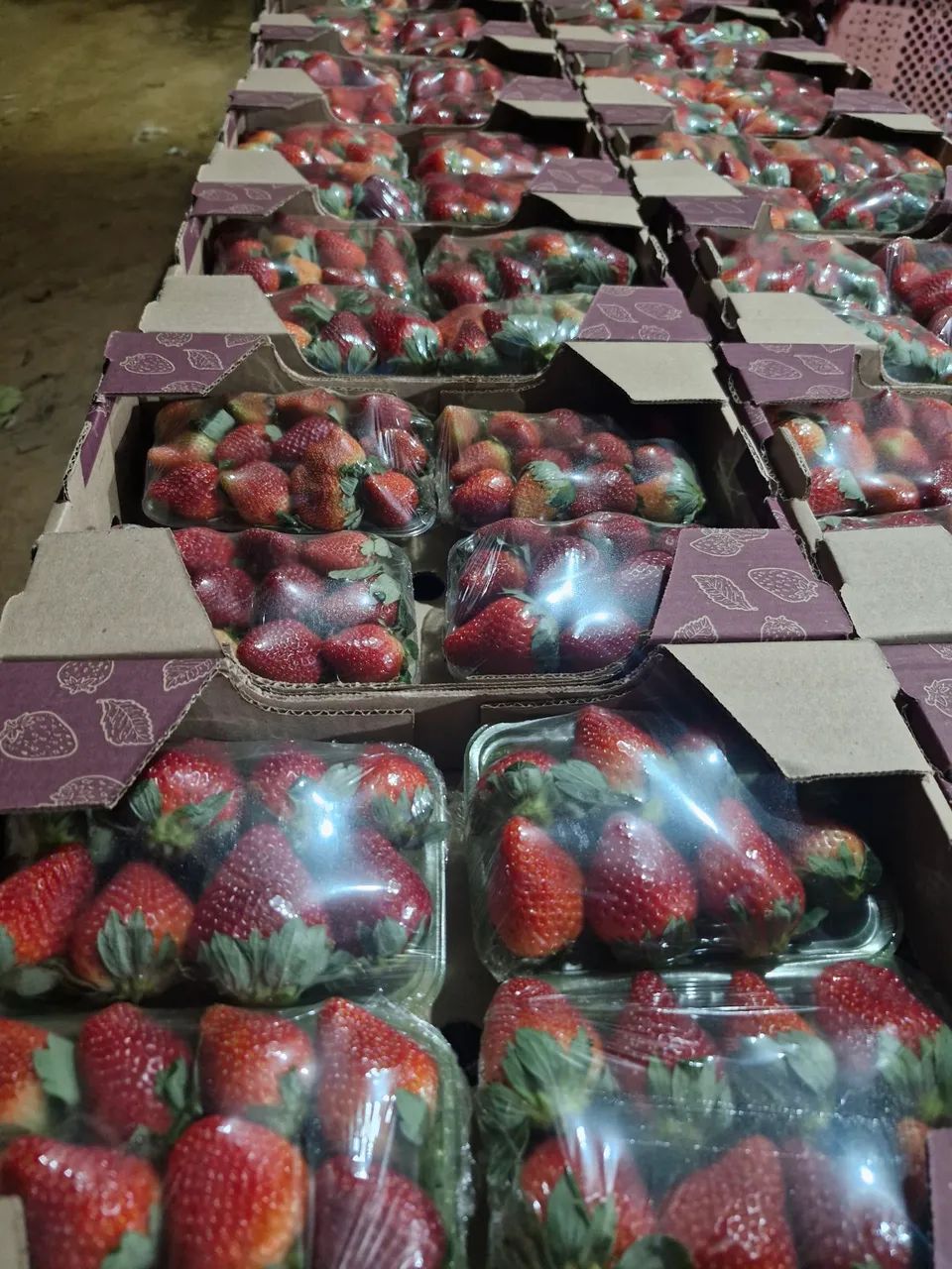 Morangos de qualidade  - Foto 5