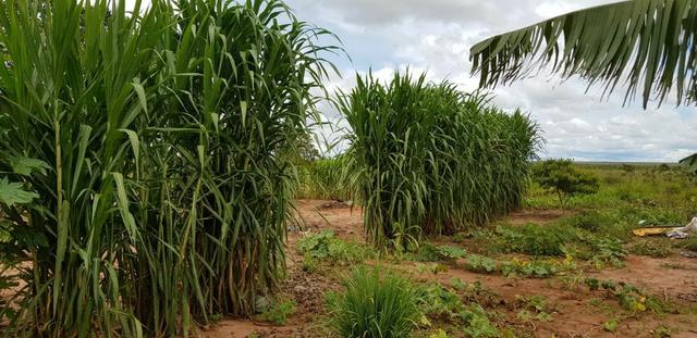 Linda Fazenda em Mato Grosso - em Conquista D´oeste - MT - Foto 20