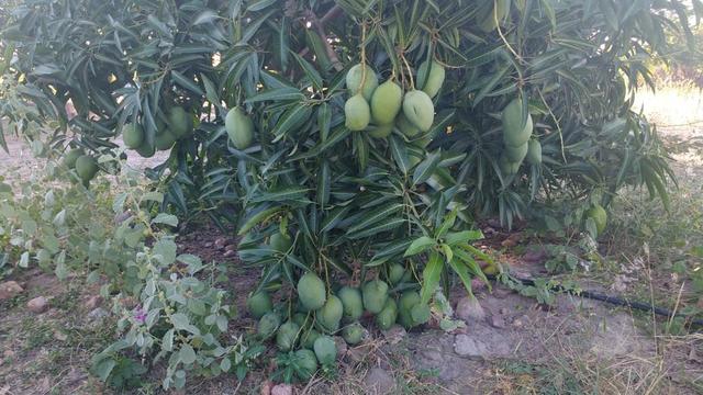 Vendo ou troco chácara na estrada da adutora - Foto 3