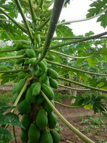 Frutas - Foto 3
