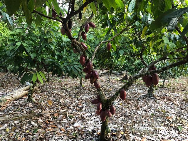 Fazenda produtora de Cacau em Linhares 70mil - Foto 14