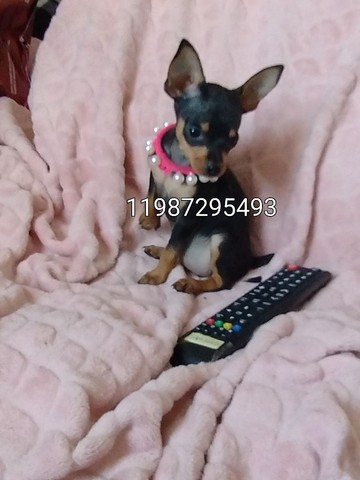 Pinscher micros hoje promoção 799 femeas 999 pedigree 