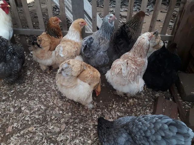 Ovos galados Brahma - Foto 2