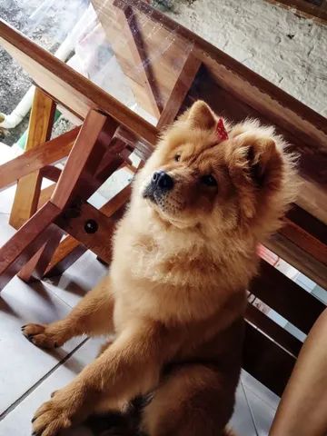 Vendo CHOW-CHOW americano  - Foto 4