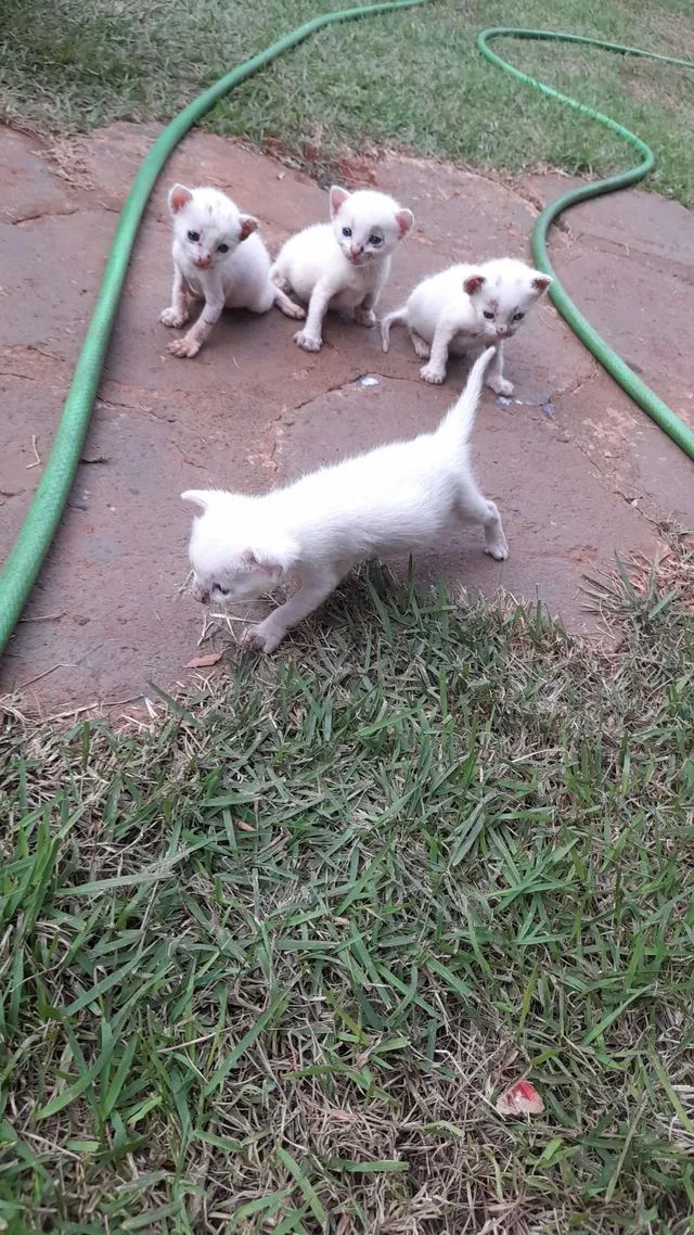Doação  - Foto 2