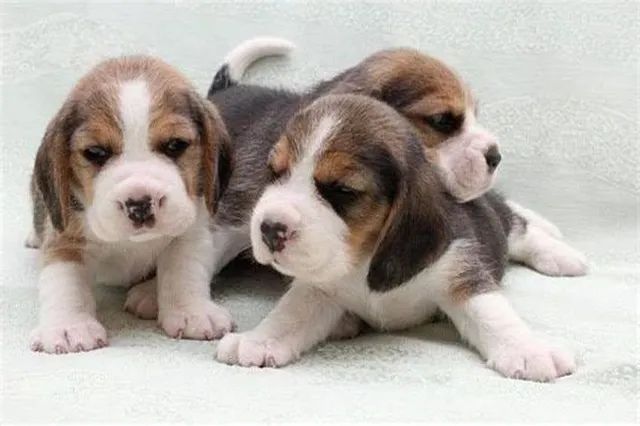 Filhotes de beagle tricolor macho e fêmea entregamos 