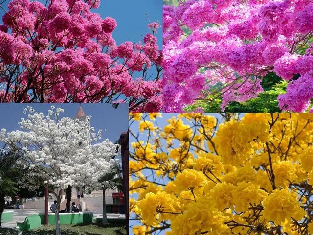 MUDA DE REFLORESTAMENTO  