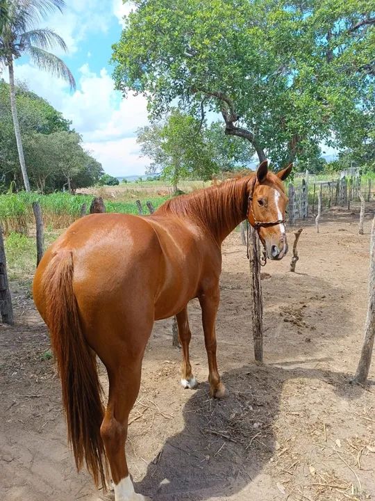 Égua quarto de milha (ler a descrição) - Foto 6