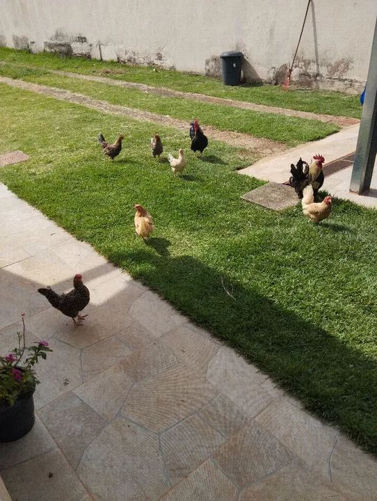 Galizé Galinhas e galos: 120 casal - Foto 4