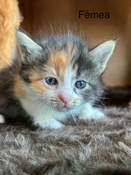 Angorá filhotes  - Foto 2