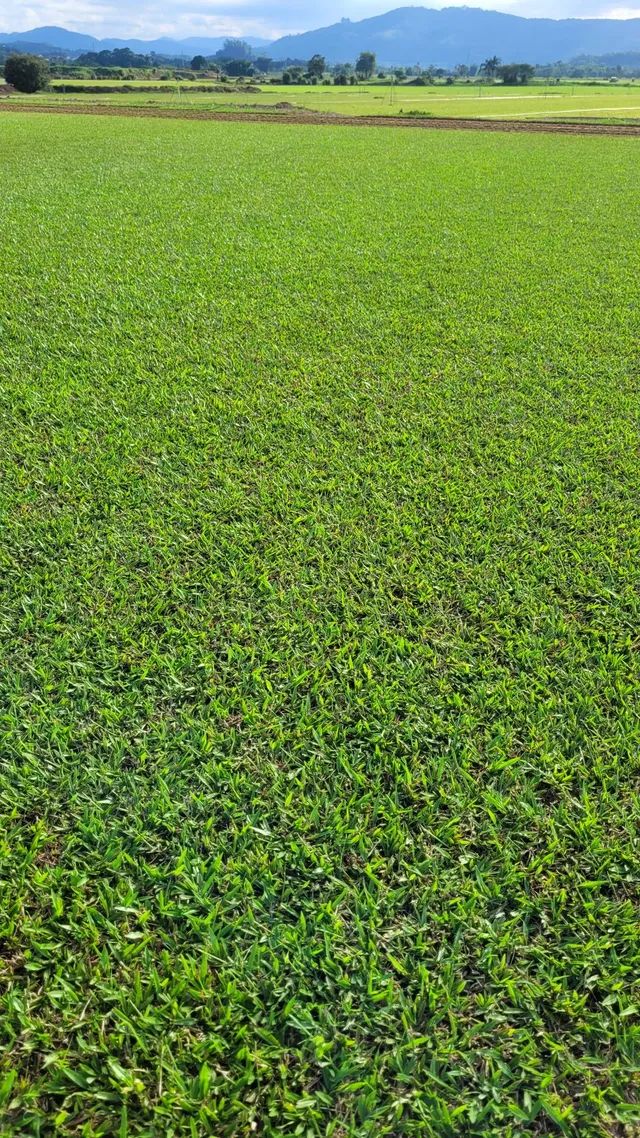 Venda de grama São Carlos Plus - Foto 2