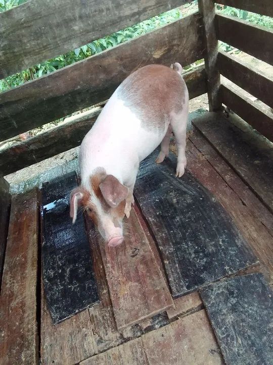 Vendo leitao  - Foto 4