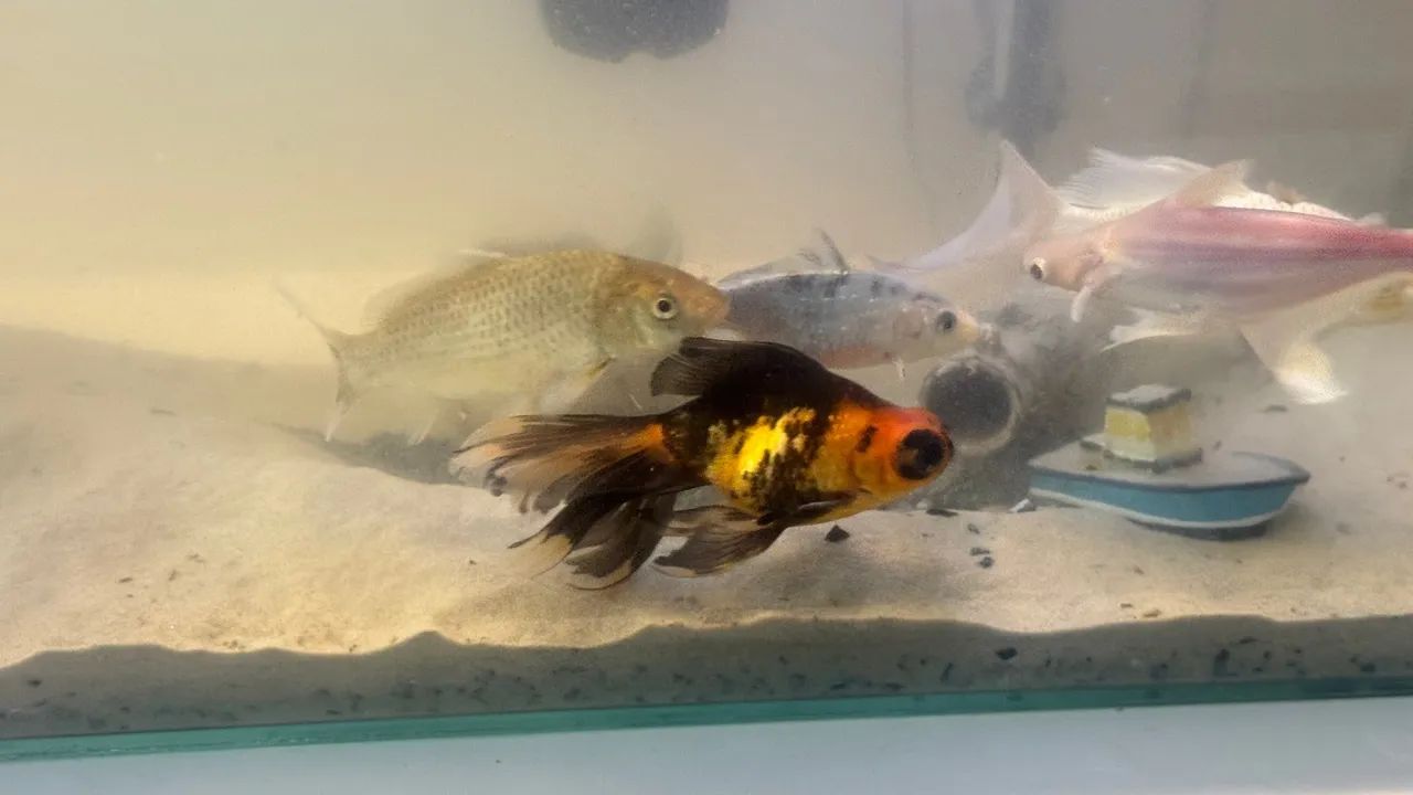 Aquário grande  - Foto 3