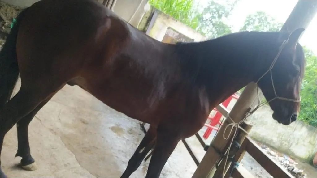 Mangalarga marchador  - Foto 2