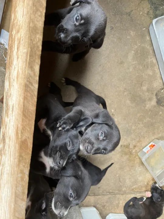 Doa-se filhote de cachorros  - Foto 4