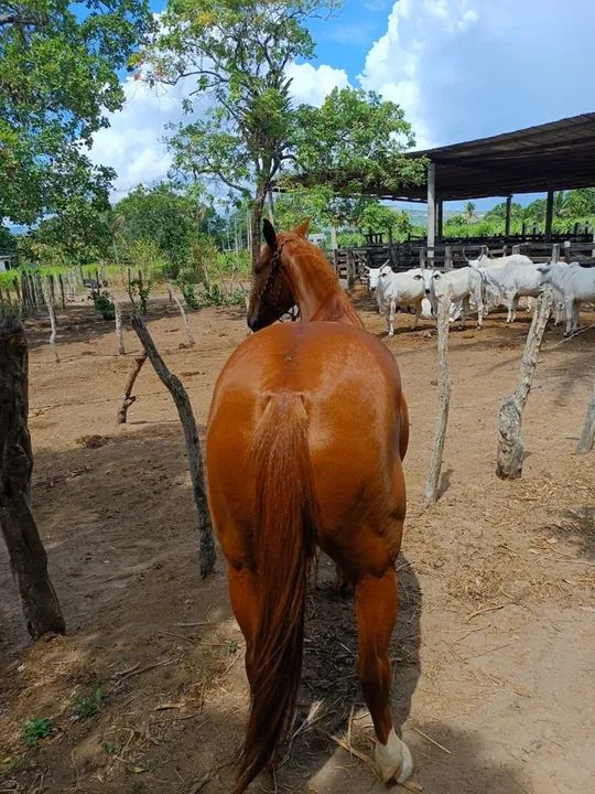 Égua quarto de milha (ler a descrição)