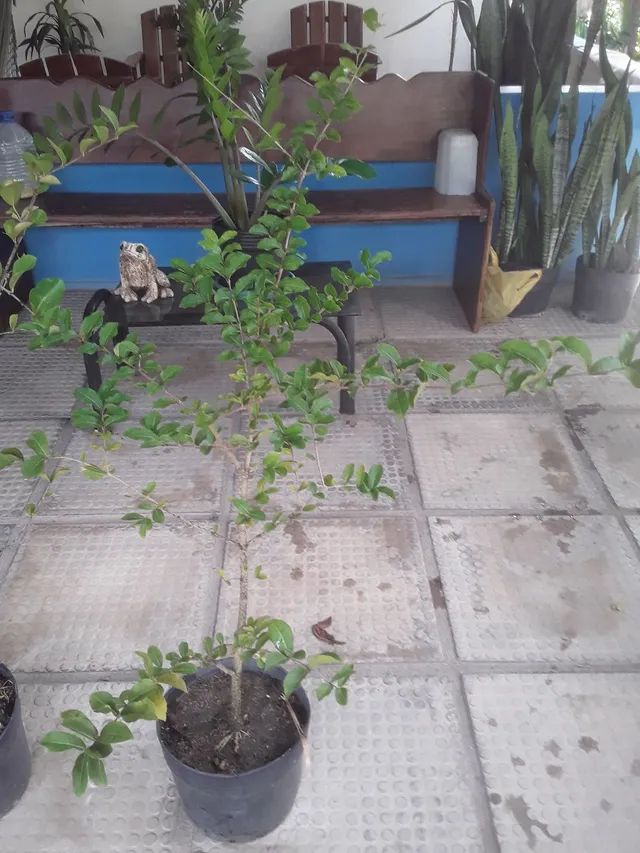 Pés de Acerola  - Foto 3