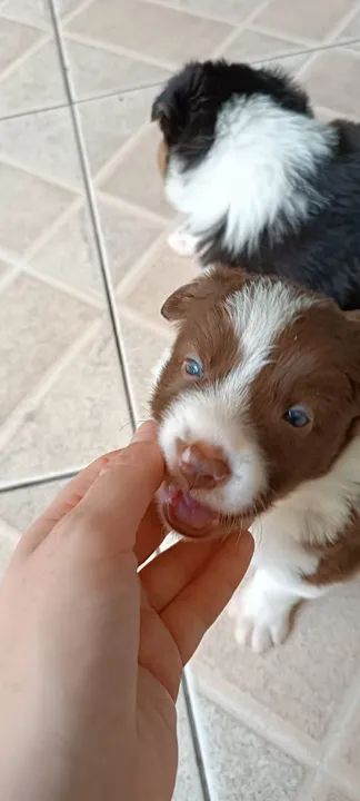 Border Collie belos - Foto 6