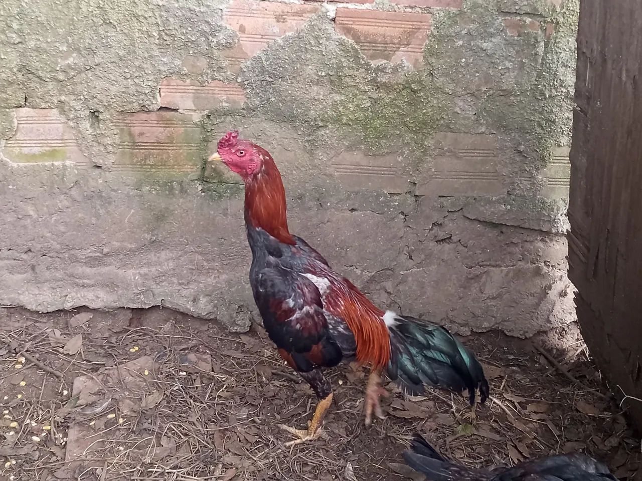 Vendo frango índio porte médio 