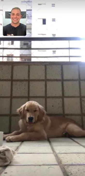 Adestramento de cães on-line  - Foto 4