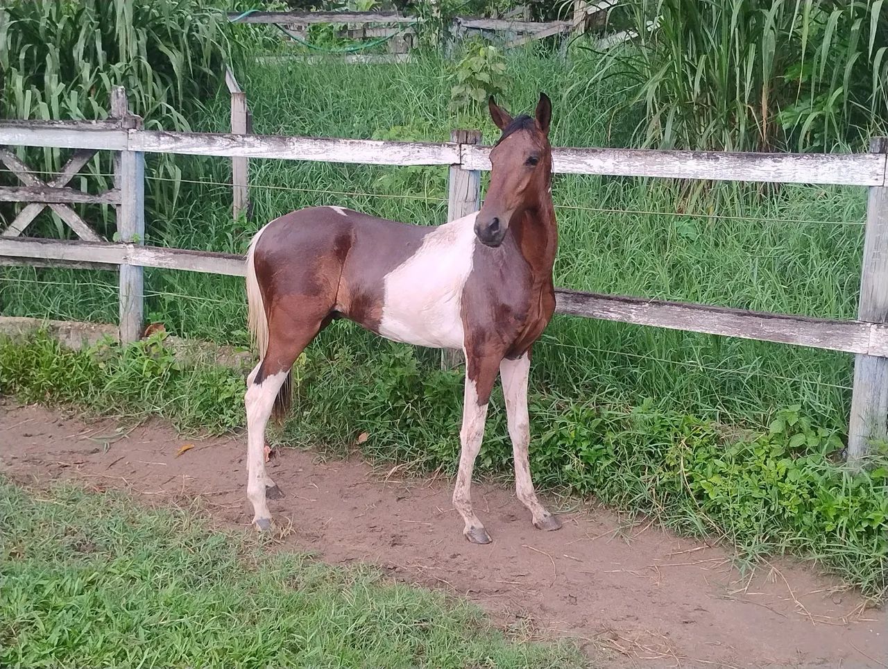 Potro Pampa Mangalarga Marchador genética top!!!! - Foto 4