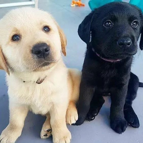 Diversos  filhotes Labrador 