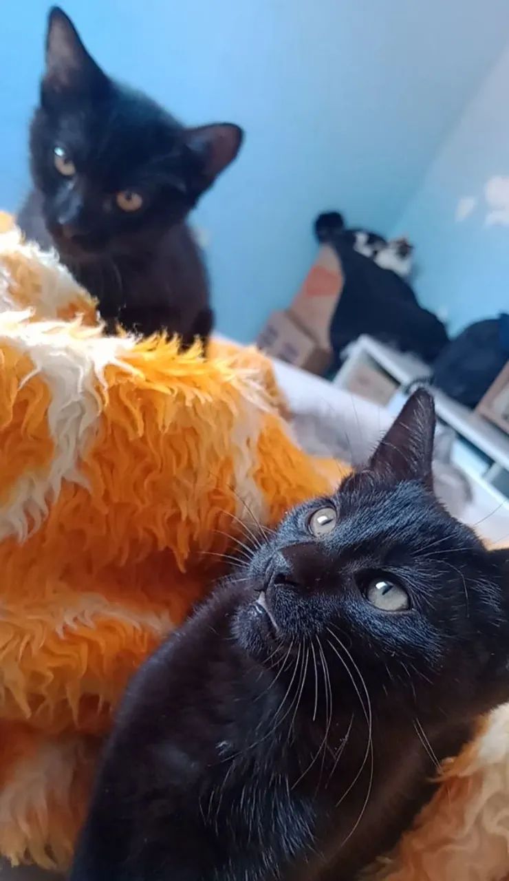 Dois Gatinhos Pretos Lindos para Adoção