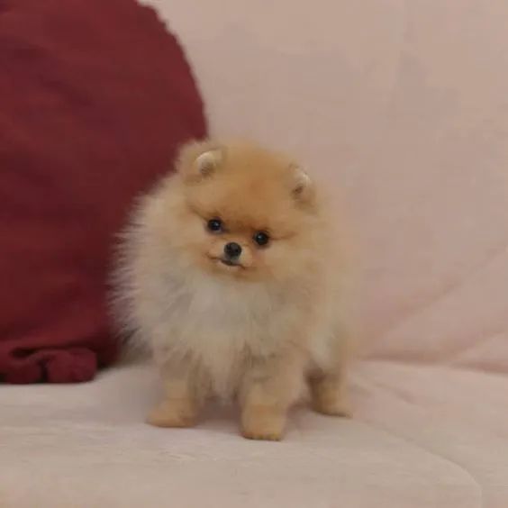 Spitz Alemão Filhotes na Cor Creme - Foto 3