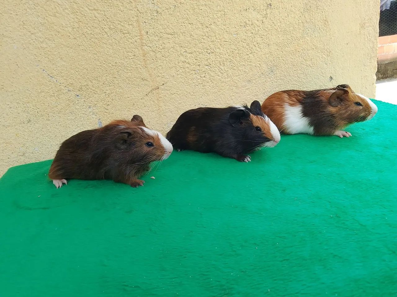 Porquinhos da índia  - Foto 3