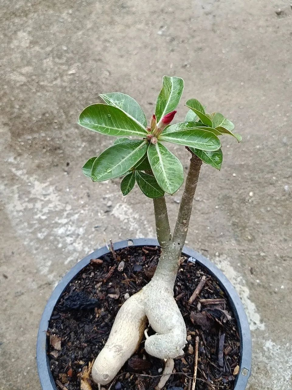 4 rosas do deserto por 80 . - Foto 6